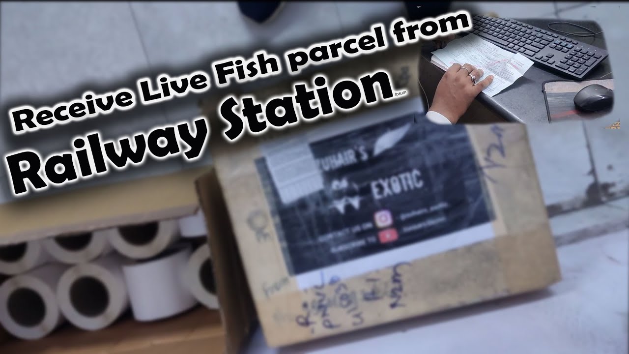🔶How to receive Live Fish Parcel for Railway 🚂 station |Aquarium Fish ✅