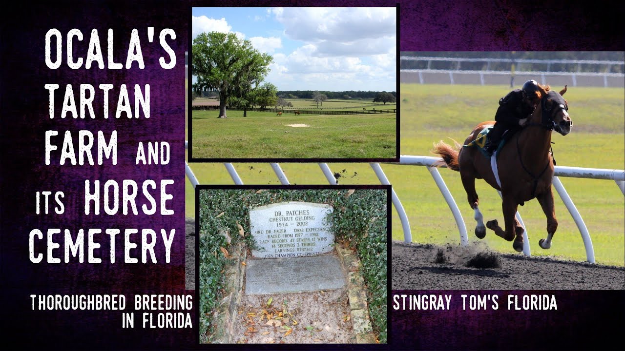 Ocala's Historic Tartan Farm And Its Horse Cemetery: A Take 5 for Florida History 14