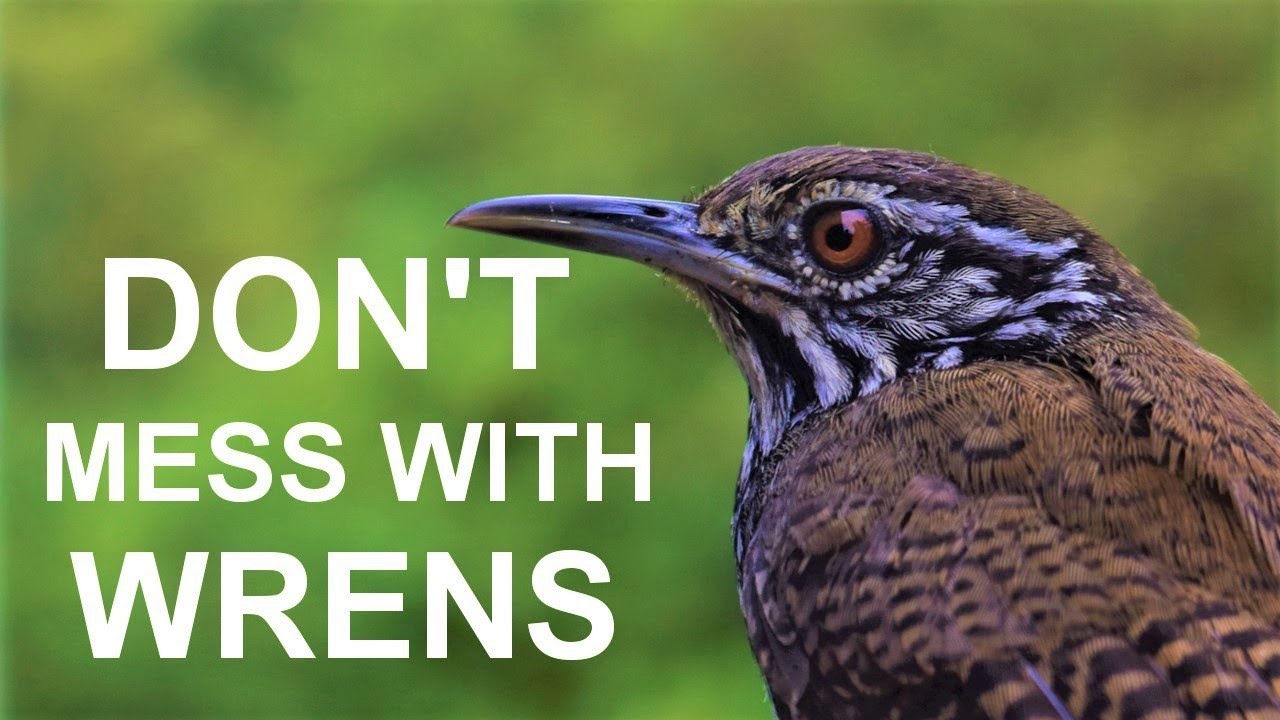 Wrens are the best parents! Facts about these bird's nests