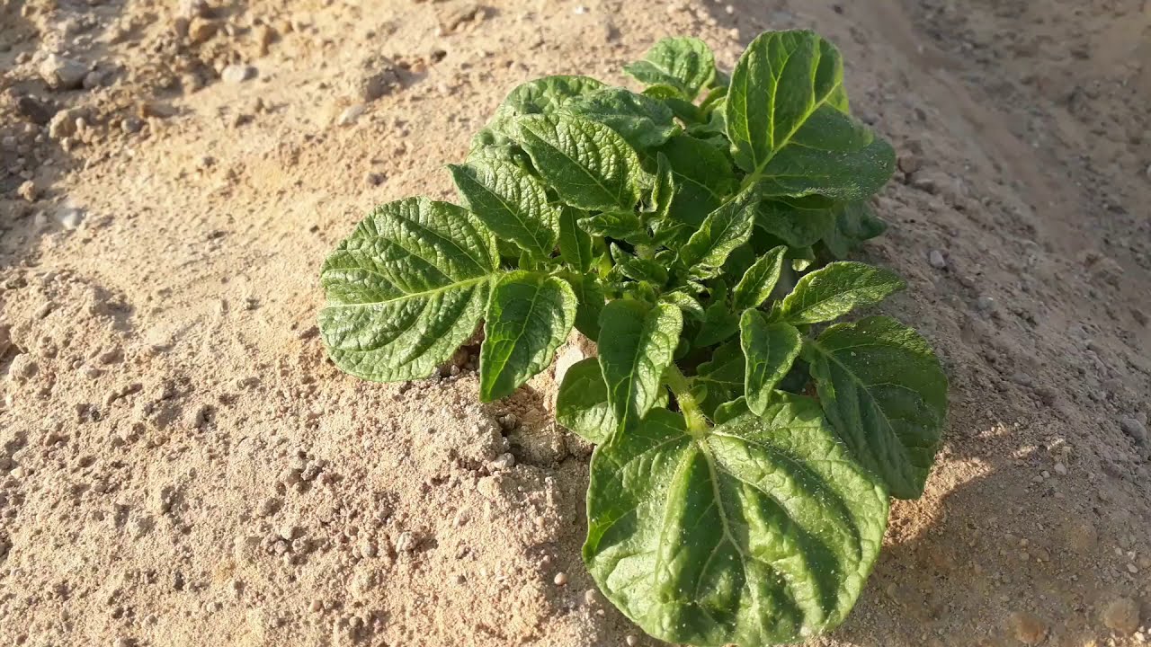 الترديم علي البطاطس .. الوقت المناسب . والفائدة منه .. وكيف يكون ...