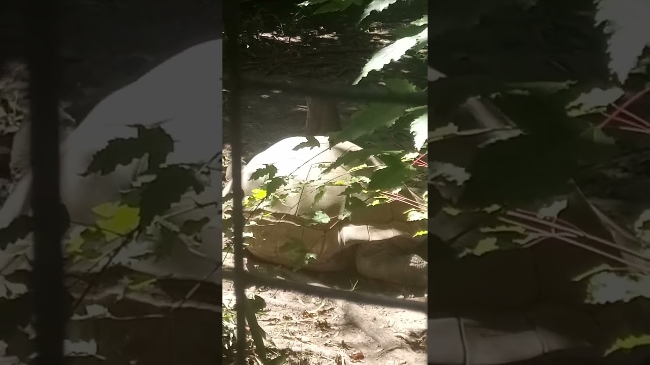 the Idaho zoo pt 3 the tiger the tourist and the owl