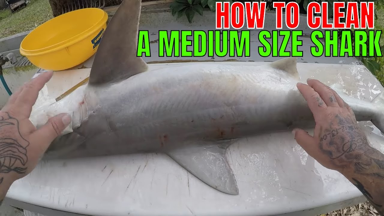 HOW TO CLEAN A MEDIUM SIZE SHARK 20 to 40 lbs ( BLACKNOSE)
