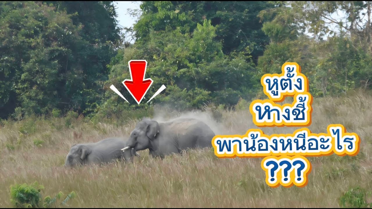 วิ่งหูตั้ง หางชี้ พฤติกรรมนี้ต้องมีที่มา (ช้างป่าเขาใหญ่)