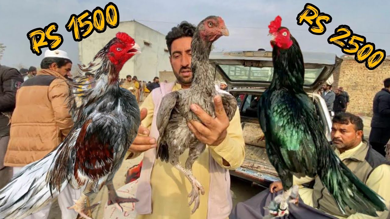 Haripur aseel murga mandi ma sale lag gayi|cheap rates|Birds market|😱