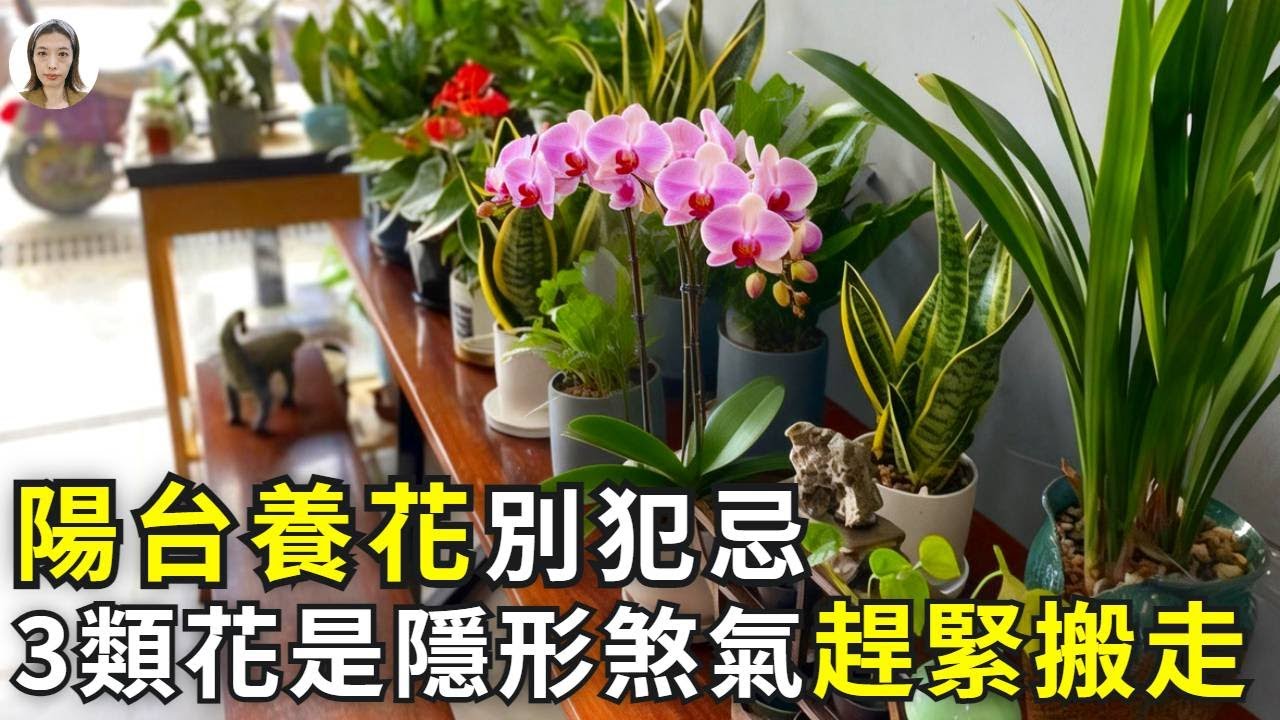 陽臺養花破財還是招財？關鍵看這4類花！特別是第2類，趕緊搬走“破財花”！|花花世界
