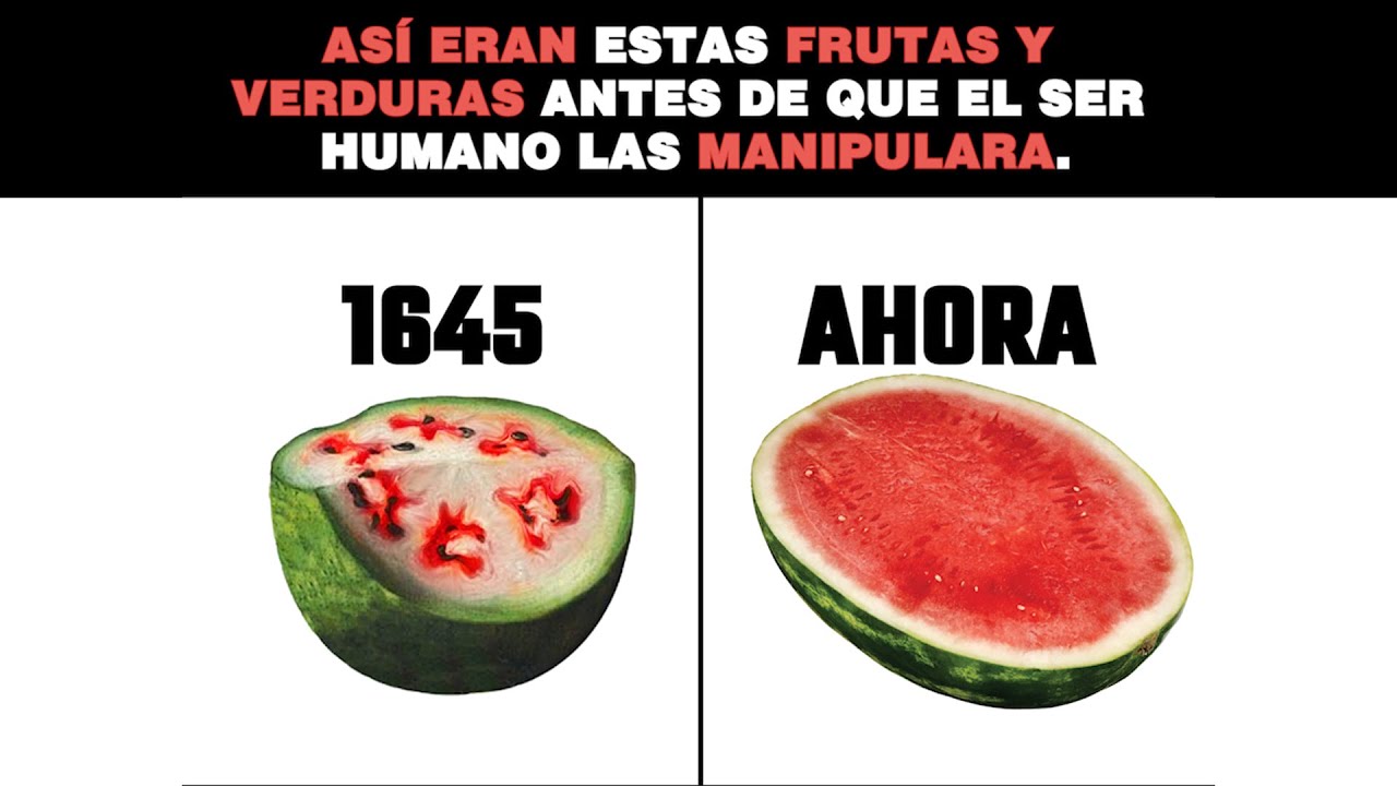 🍌🍉!Así eran estas FRUTAS y VERDURAS🌽🥑 antes de que el ser Humano las Manipulara! 😲