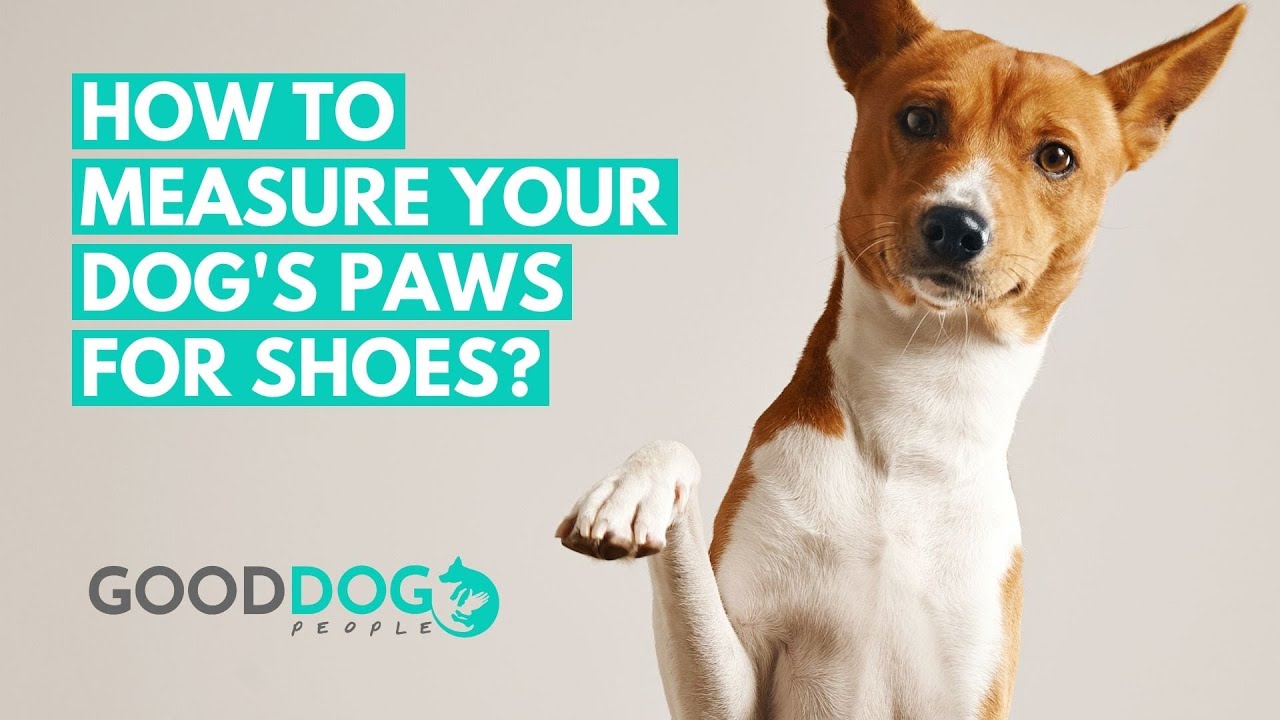 How to measure your dog&rsquo;s paws for shoes