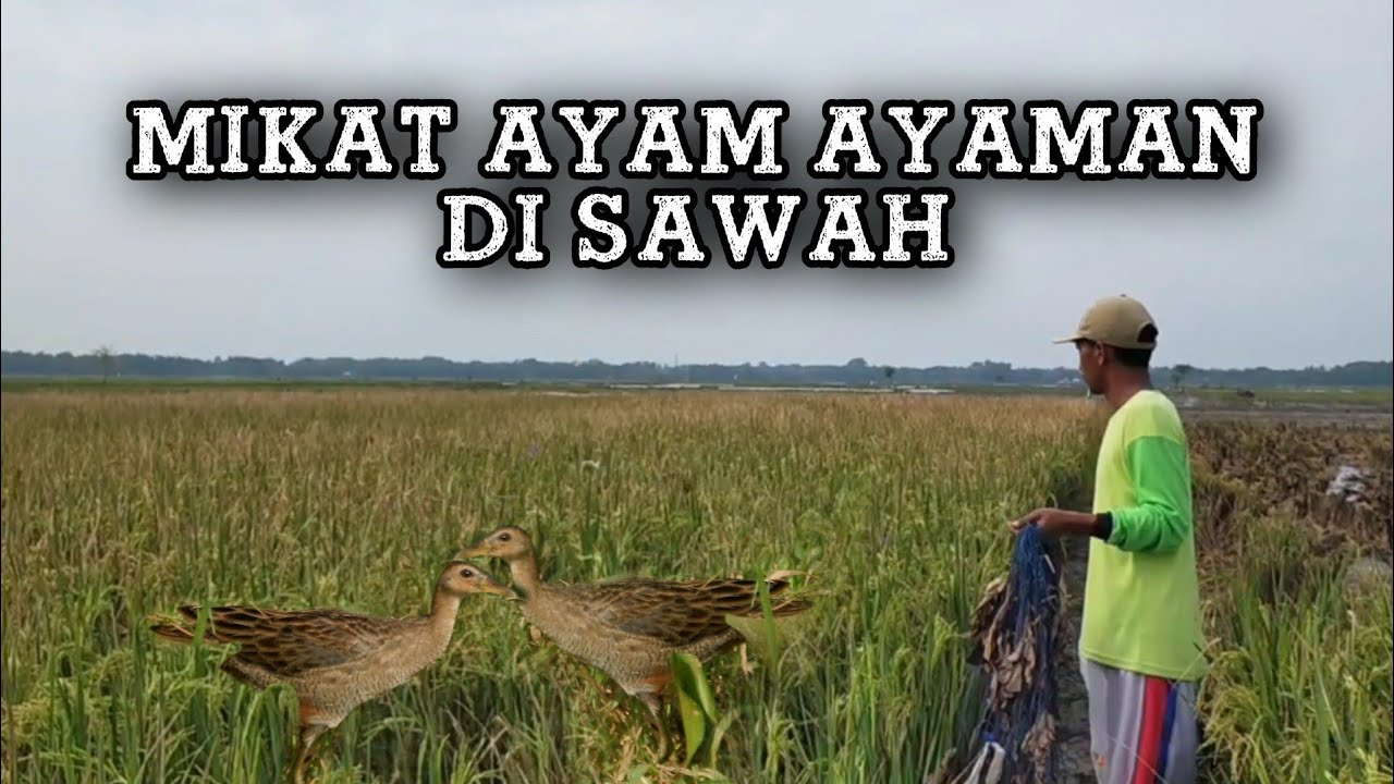 MIKAT AYAM AYAMAN BURUNG MANDAR SAWAH