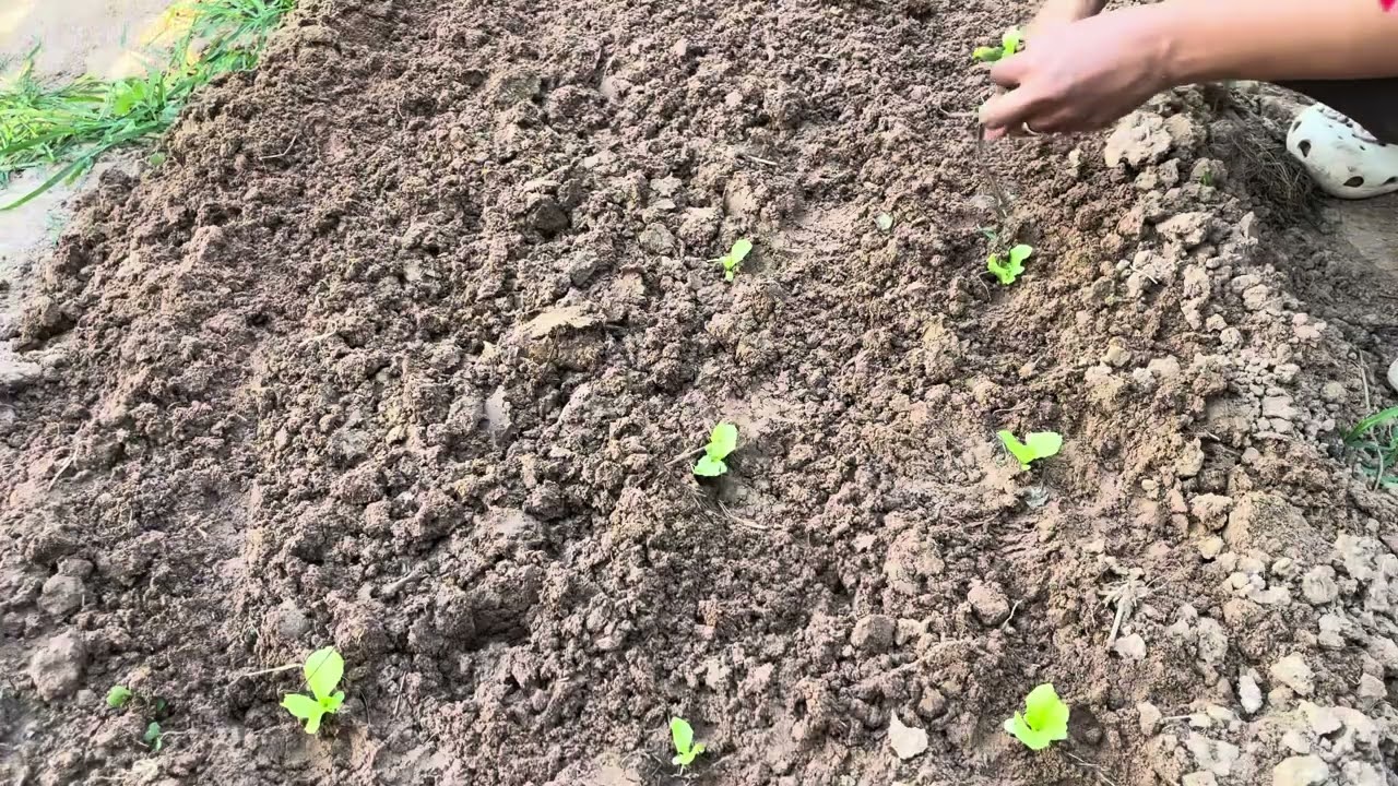 Life in Province! Growing some organic vegetables for food🥰