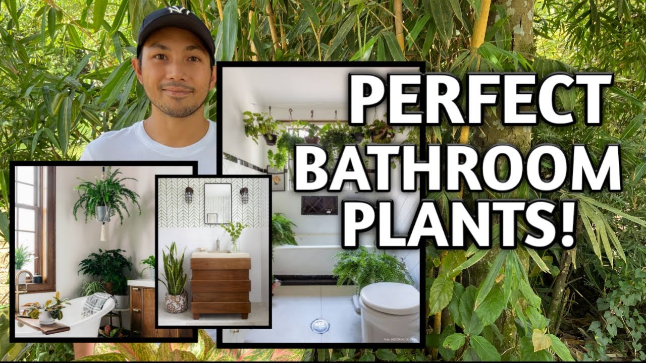 BEST HOUSEPLANTS FOR YOUR BATHROOM