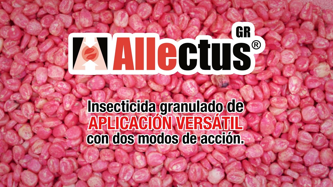 Allectus GR - Maíz