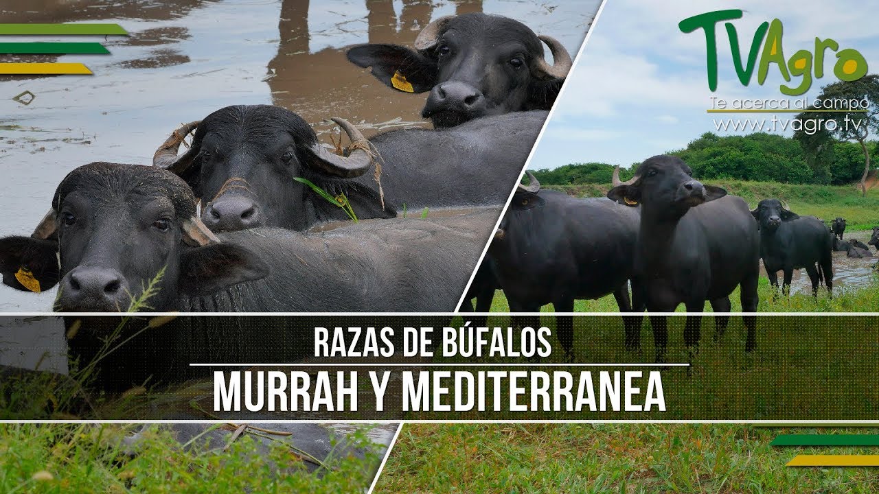 Colbufalos- Cría de Razas de Bufalos Murrah y Mediterranea- TvAgro por Juan Gonzalo Angel