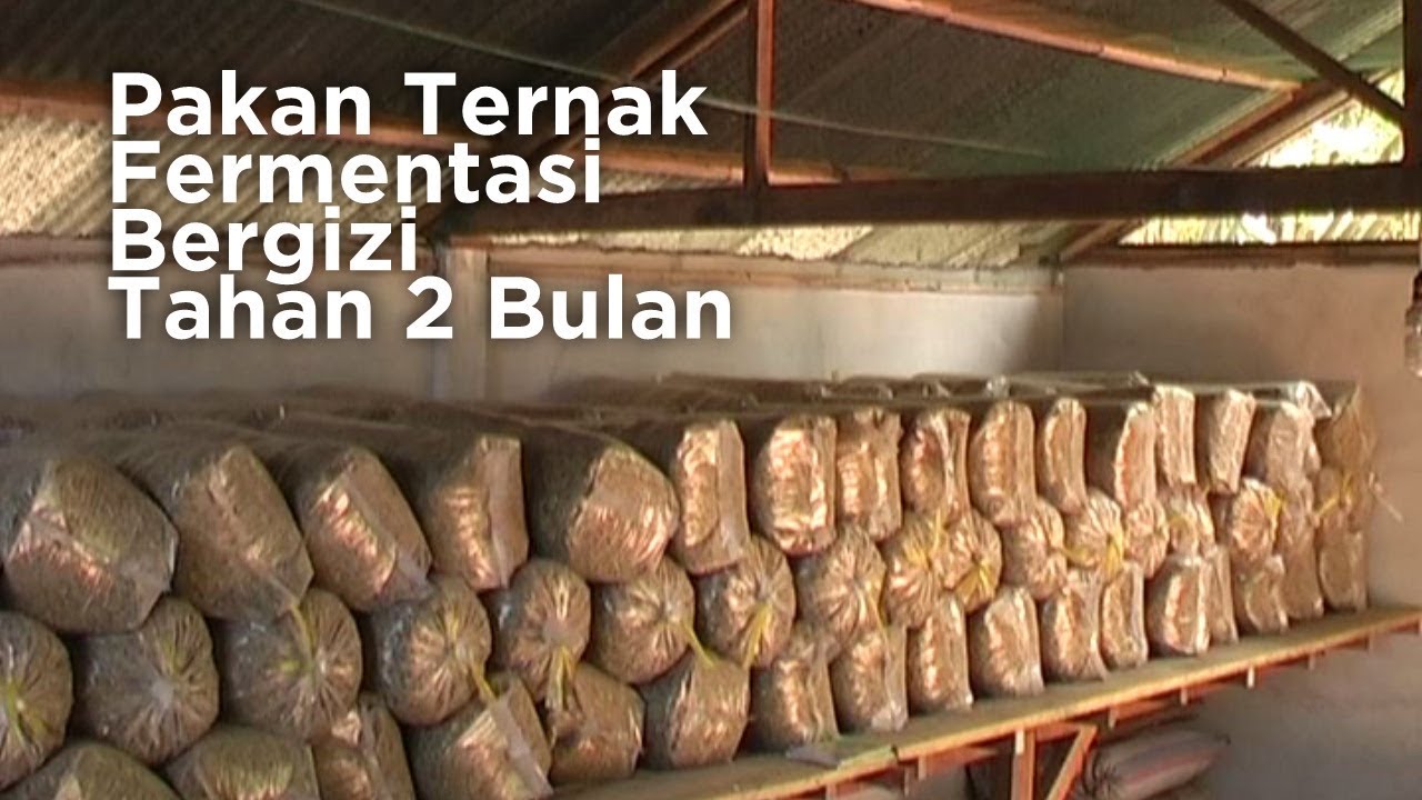 Cara Mudah Membuat Pakan Ternak Fermentasi Yang Menguntungkan