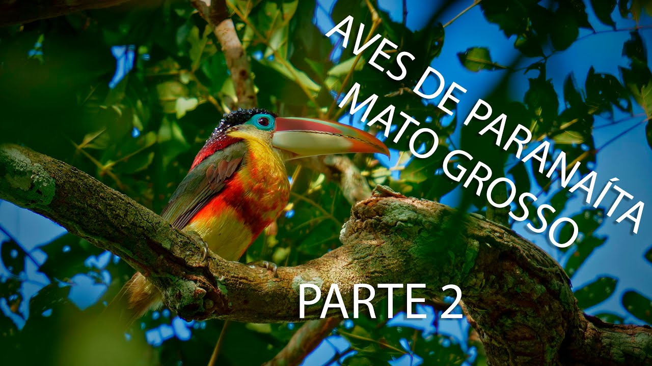 Aves de Paranaíta - Parte 2