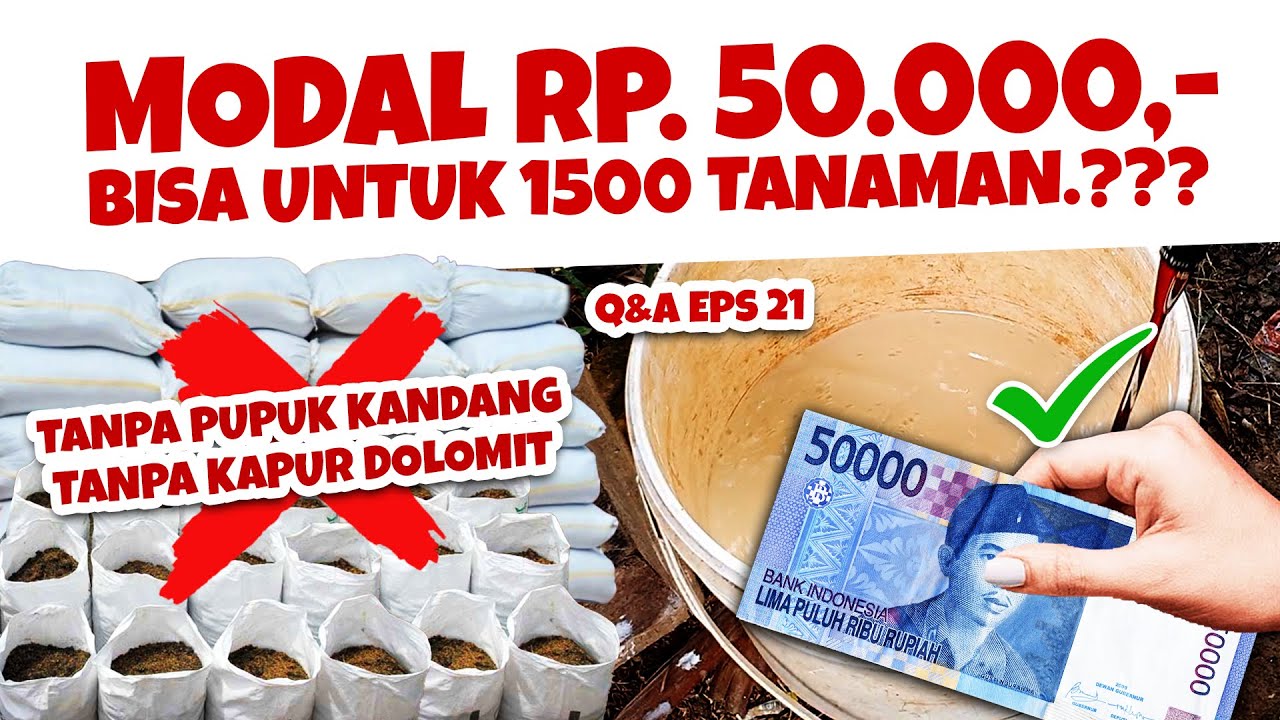 PUPUK DASAR MODAL Rp 50.000 BUAT 1500 TANAMAN? Tinggi bahan organik & netralkan pH tanah | Q&A 21