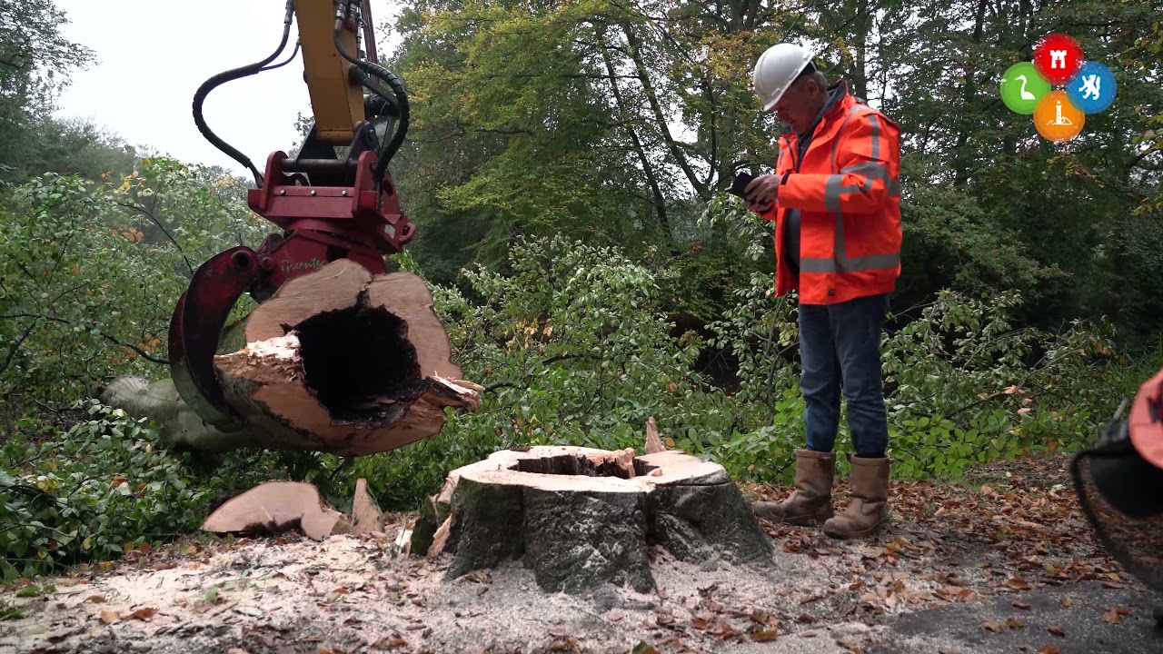 Opknapbeurt 't Oude Hof Bergen start met bomenkap: 