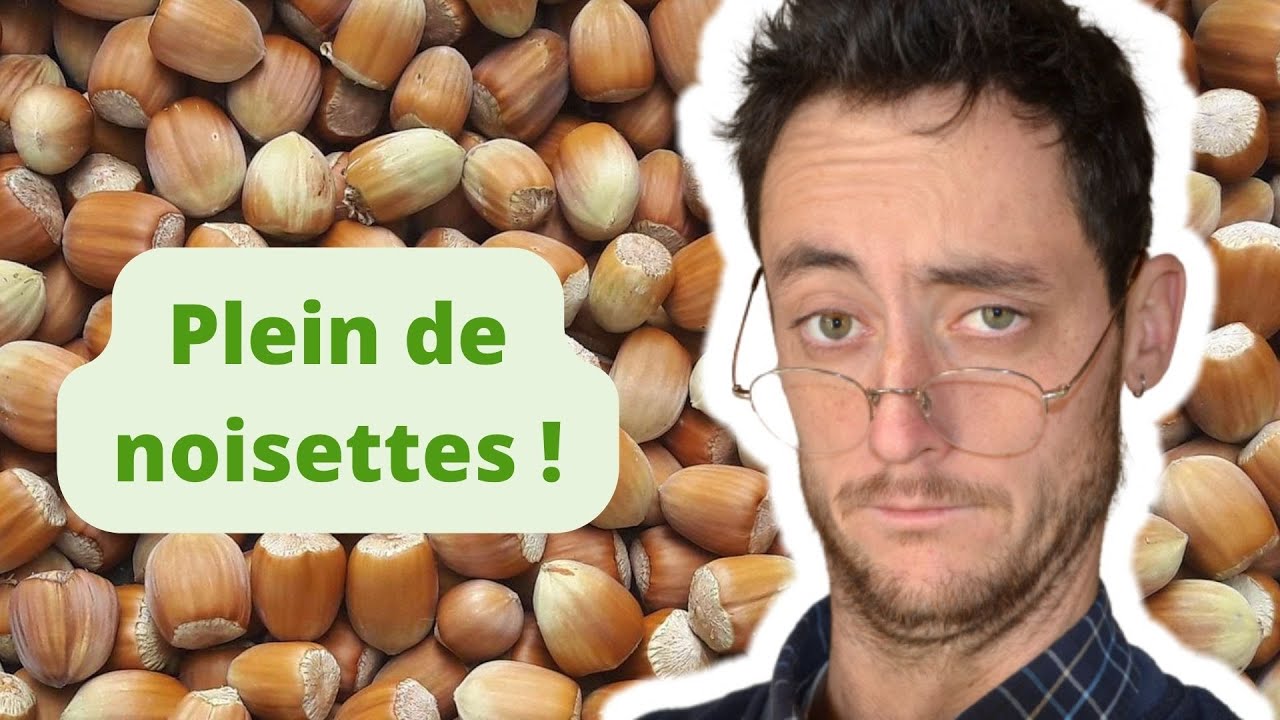 Faire pousser FACILEMENT des noisetiers (preuve à l'appui).