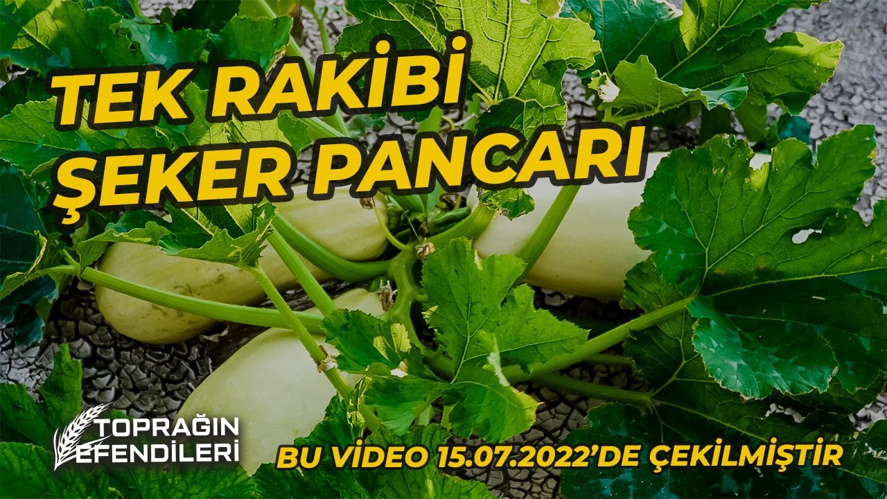 2022'nin EN İYİ Kabak Çekirdeği (T23) | Toprağın Efendileri