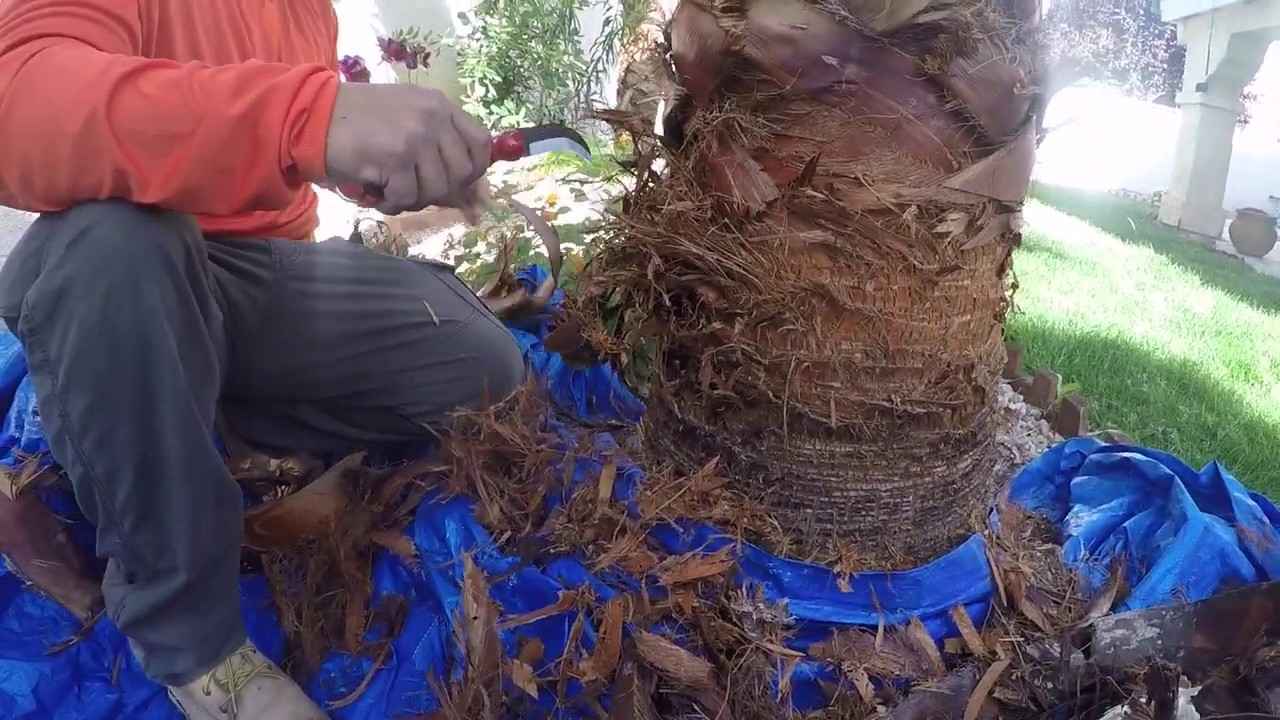 Как мы снимаем кожуру с пальмы / как мы стрижем пальму (какие инструменты мы используем и т.д.)