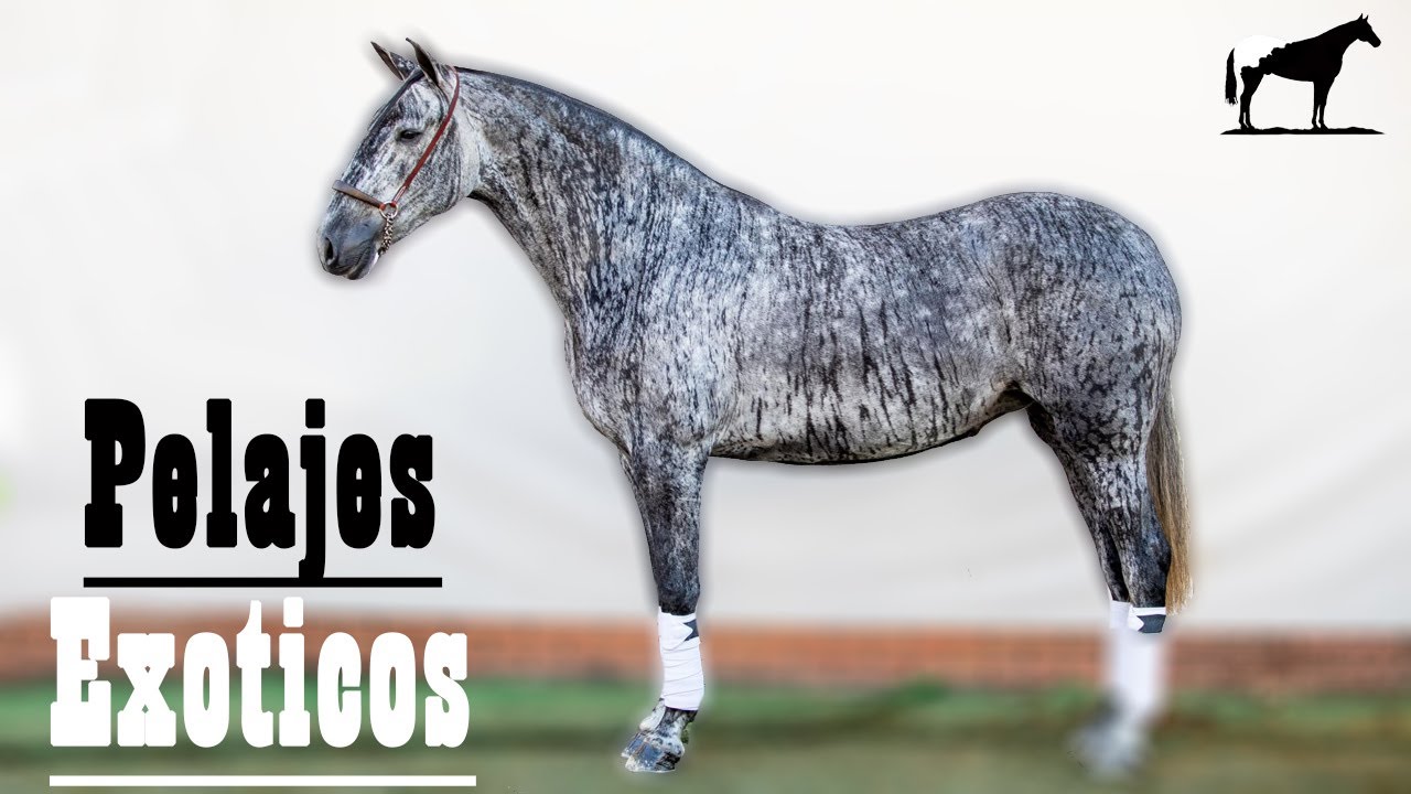 Los Pelajes Exóticos De Los Caballos🐴-Del Cerro Soy