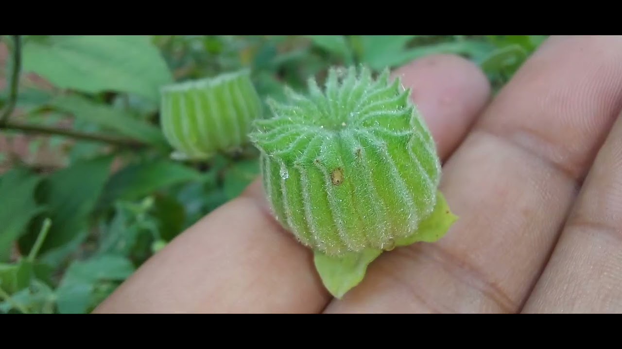 Abutilon indicum