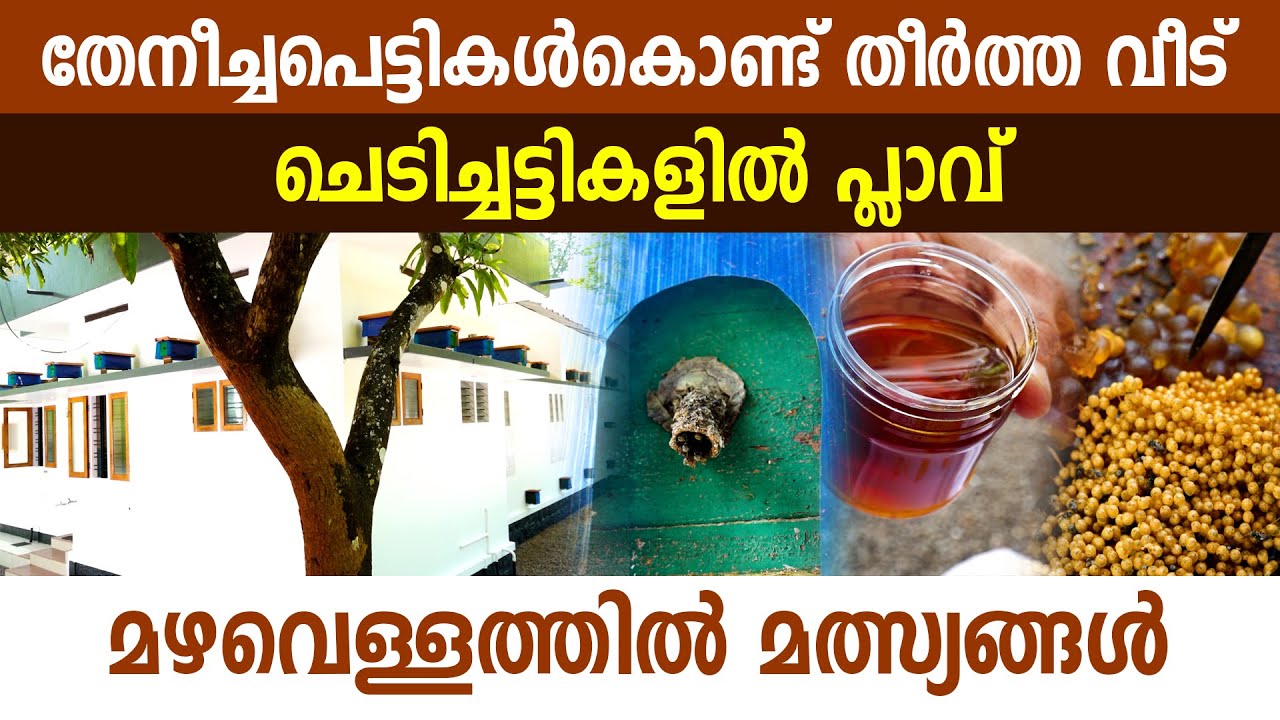 തേനീച്ച മുതൽ തേക്ക് വരെ, പാലായിലെ ഹരിതവിപ്ലവം I ചെറുതേനീച്ച വളർത്തൽ I Tetragonula iridipennis I