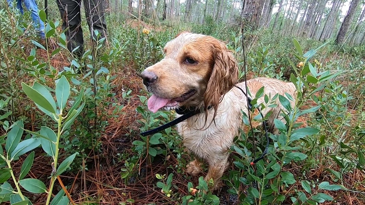 Quail hunt with cocker and pointers