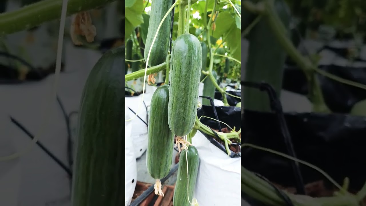 #jl fresh grow #multistar RZ # Modern Agri # RIjK ZWAAN #nature #fruit #cucumber #srilanka