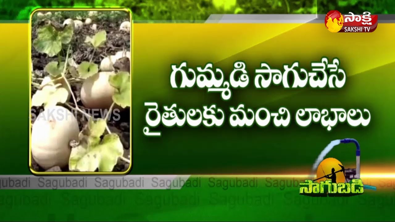 Sakshi Sagubadi | Huge Profits With Pumpkin Farming | Pumpkin Advantage | Sakshi TV