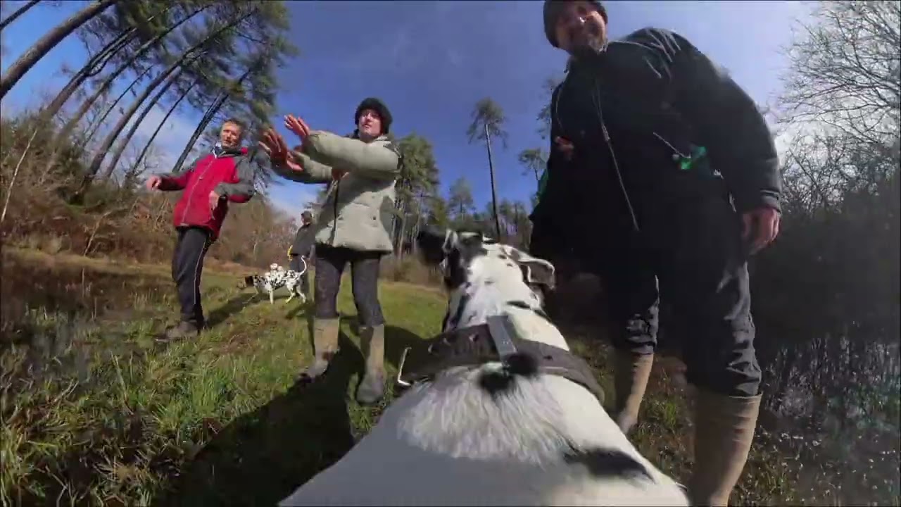 Dalmatian POV of the Dally Rally at Pembrey country park