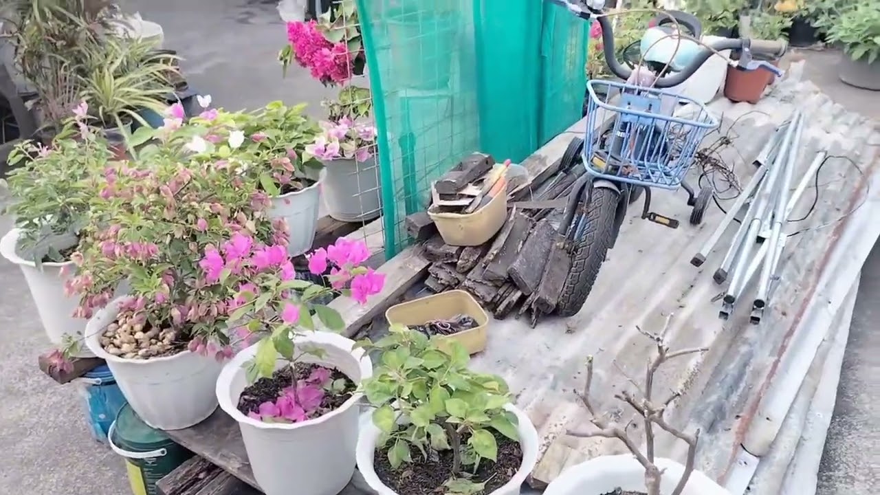 My rooftop Garden, Bougainvillea lovers 