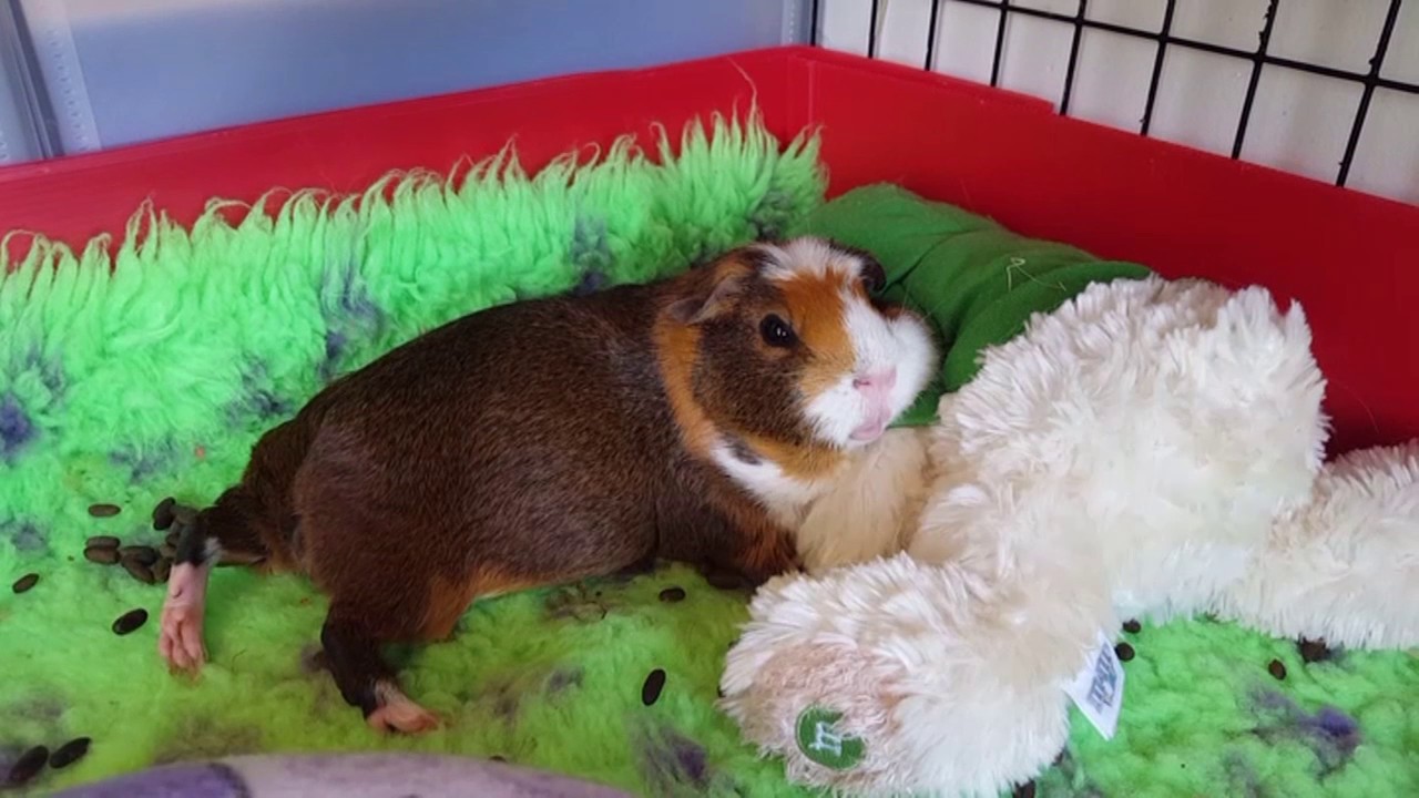 One week in the Guinea pig sanctuary