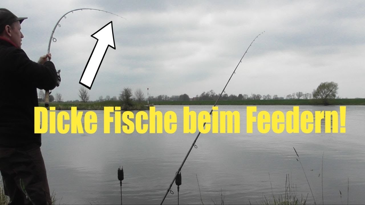 Dicke Fische beim Feedern! / Live Biss!