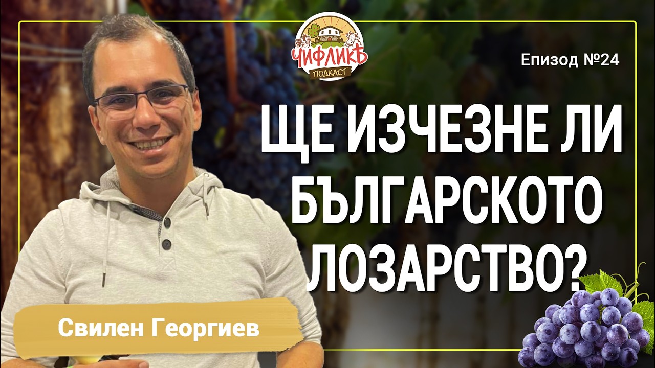 Сакар в чаша вино: Историята на изба „Малката Звезда“ | Свилен Георгиев | Чифлика Подкаст №24