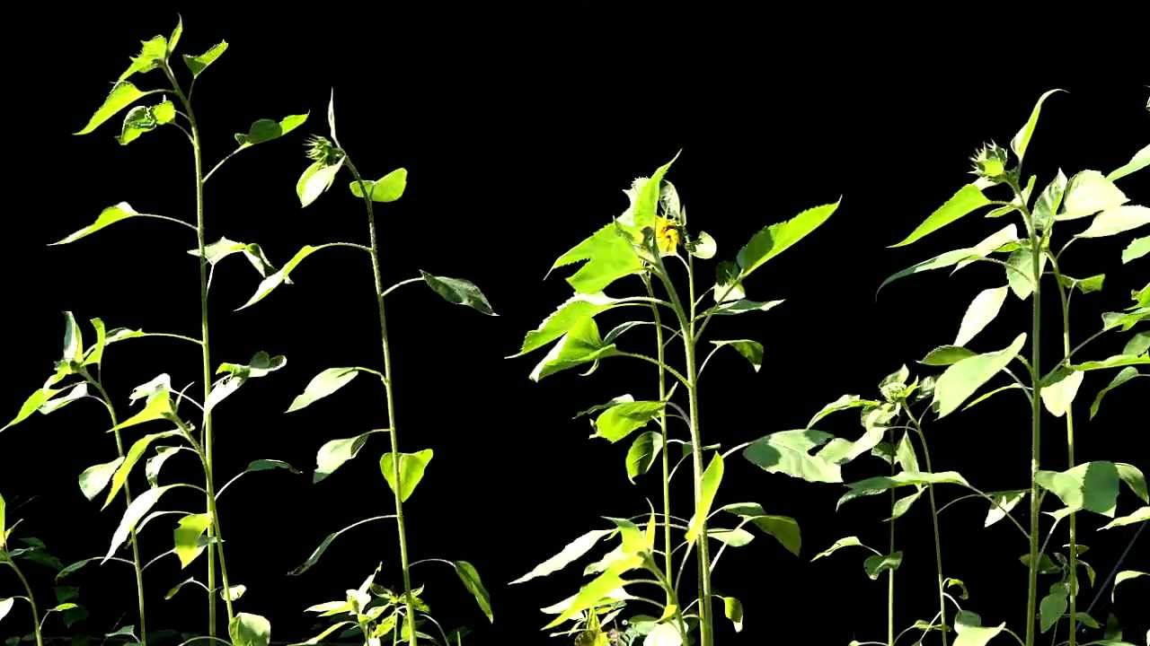Time Lapse Photography of Sunflowers Tracking the Sun