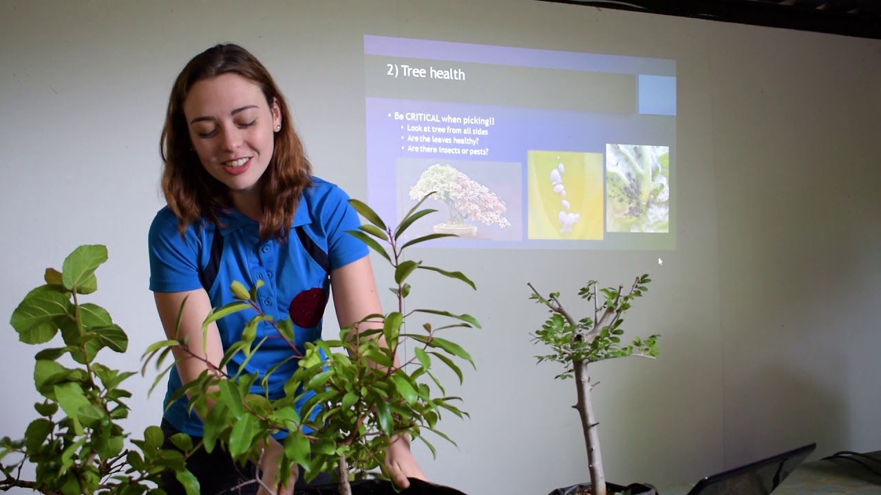 BONSAI and NURSERY stock. Everything you NEED TO KNOW