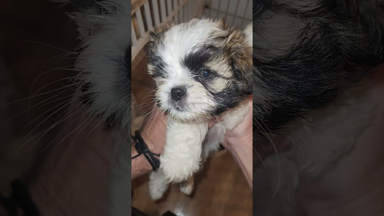 Pups 02/17/26 ready 02/26