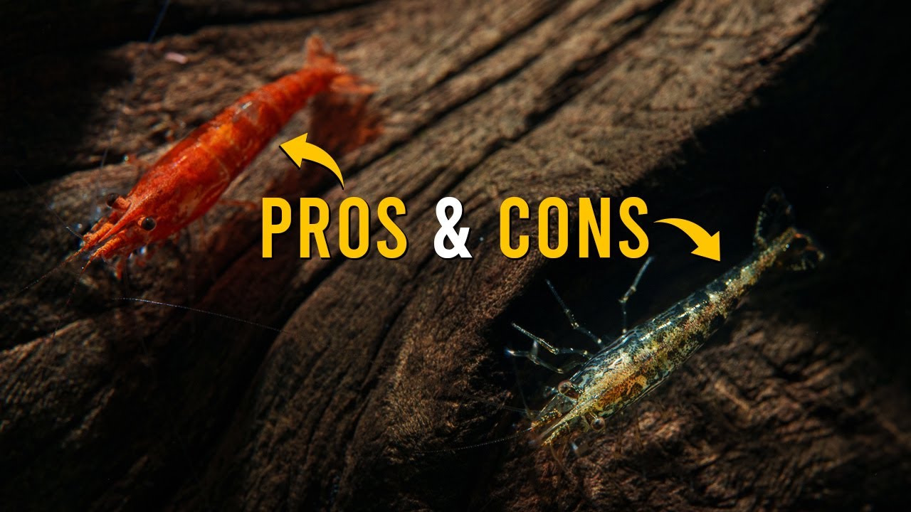 Planning To Keep Neocaridina Shrimp? Here&rsquo;s What You NEED To Know!