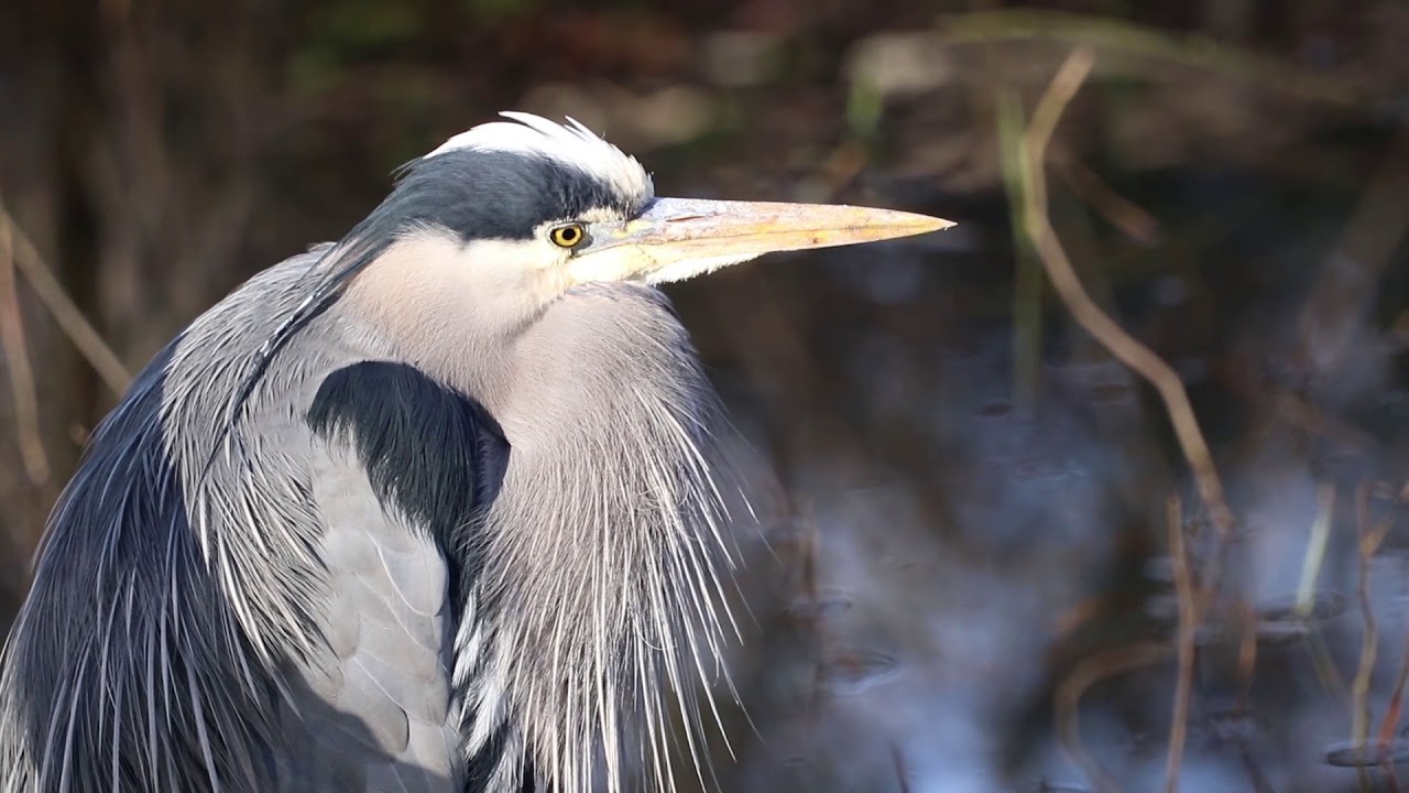 The Birds of Western Washington