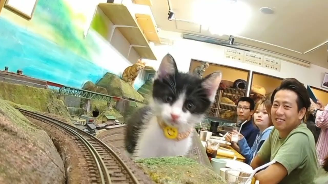 Would you like to take the safe train on Saturdays and Sundays?