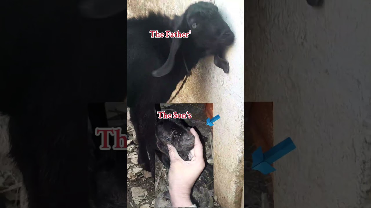 #animals