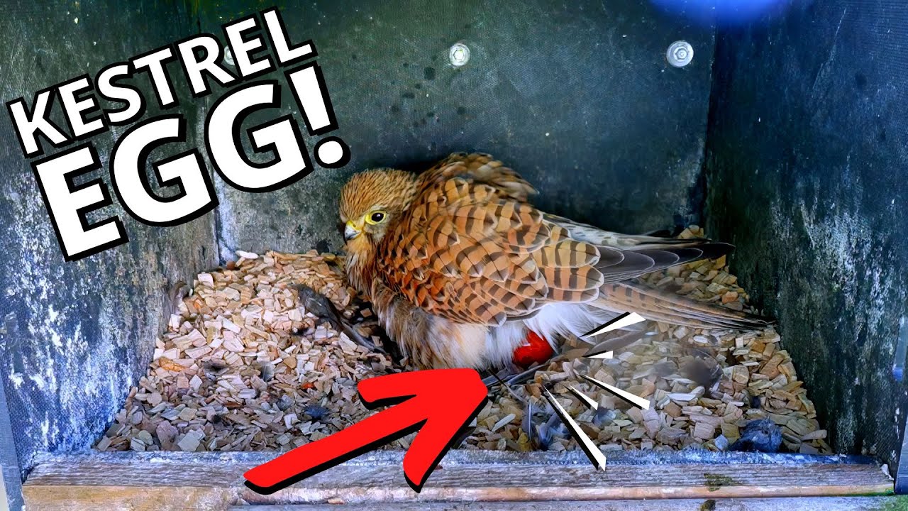 Kestrel Returns to Lay Her First Egg of the Season