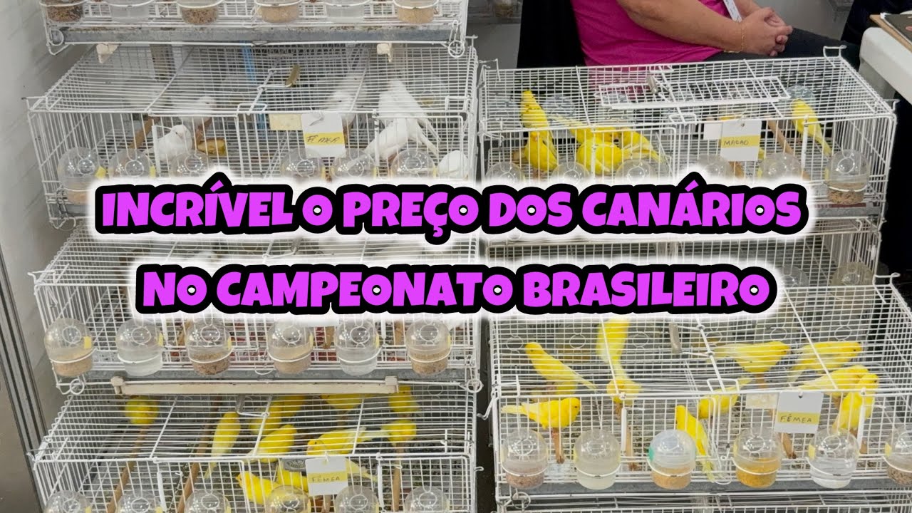 INCRÍVEL O PREÇO DOS CANÁRIOS NO CAMPEONATO BRASILEIRO.