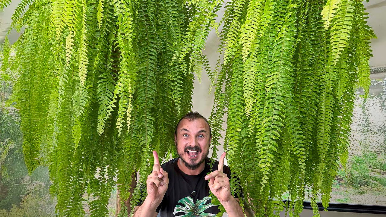 COMO TER UMA SAMAMBAIA GIGANTE, LINDA E CHEIA! | Murilo Soares Ensina o Segredo