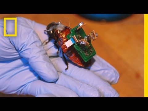 &ldquo;BioBot&rdquo; Roaches Could Save Lives With Tiny Backpacks | National Geographic