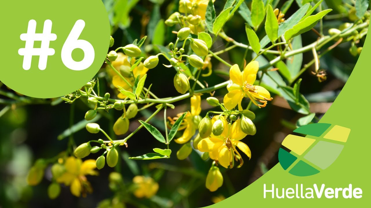 Huella Verde TV #6 Plantas Nativas