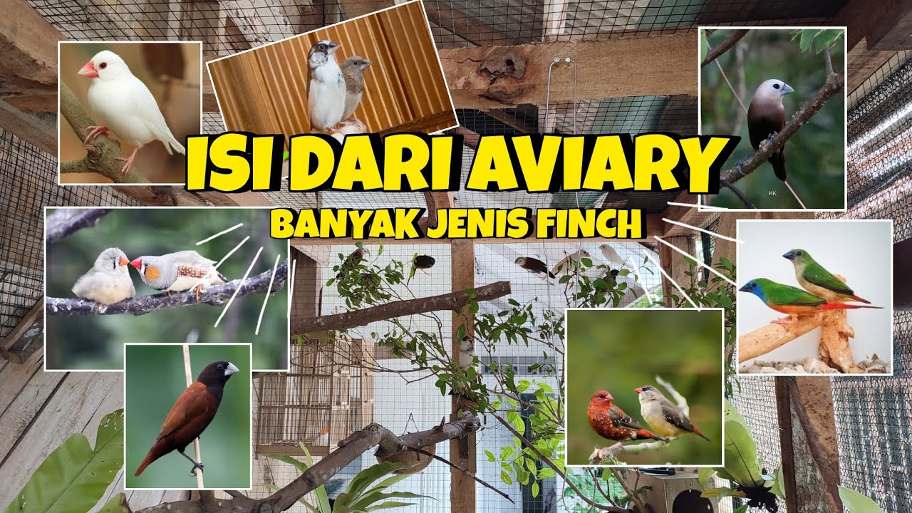 JENIS FINCH DI AVIARY INI COCOK UNTUK PEMULA
