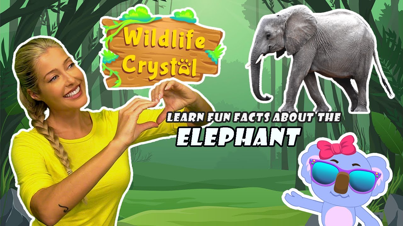 Elephant Facts