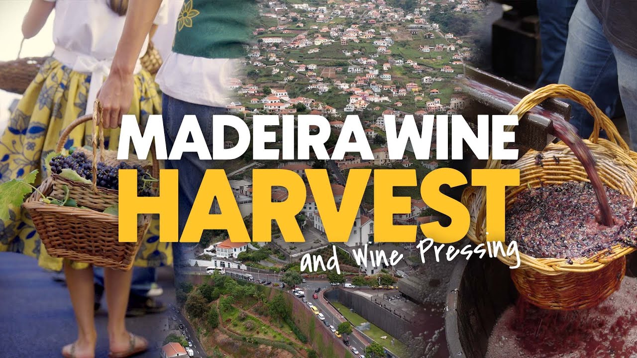 Pressing GRAPES @ Madeira WINE HARVEST in Estreito de Câmara de Lobos