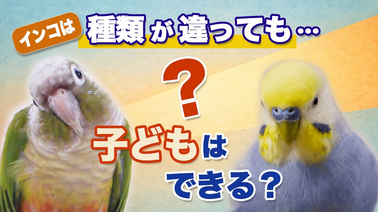 インコに雑種はいるの？犬との決定的な違いを解説